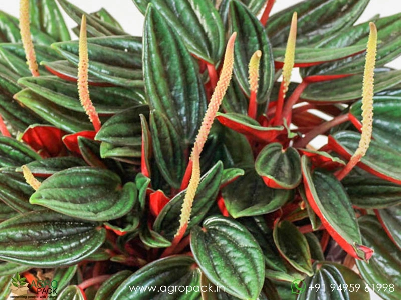 Peperomia-Rosso4