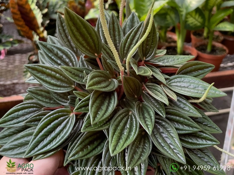 Peperomia-Rosso5