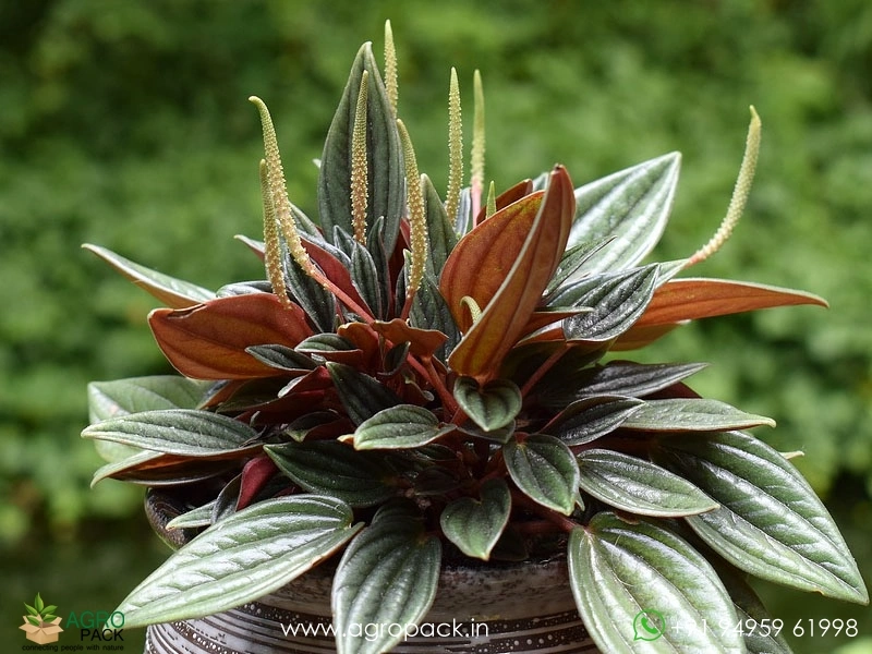 Peperomia-Rosso6