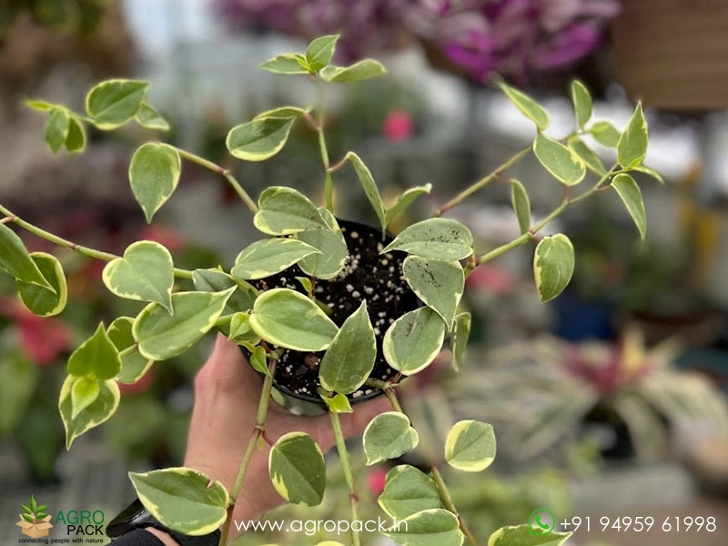 Peperomia-Scandens-Variegata1