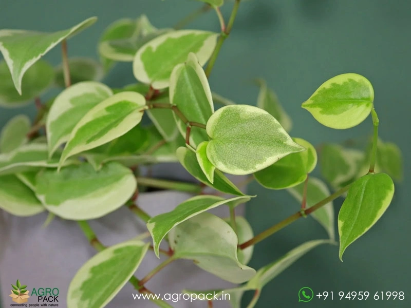Peperomia-Scandens-Variegata3