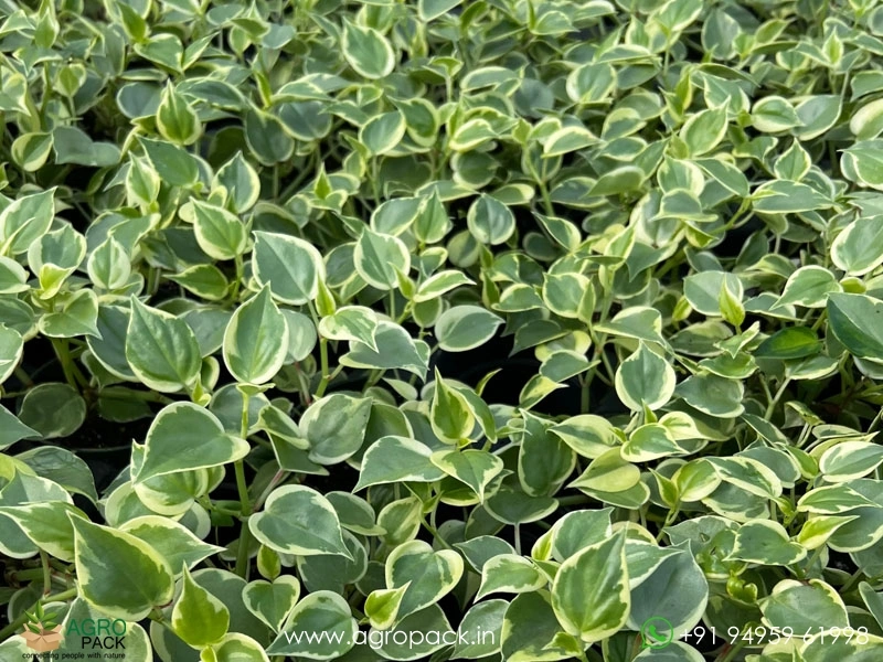 Peperomia-Scandens-Variegata5