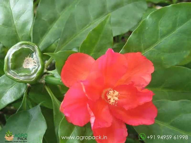 Pereskia-grandifolia-Orange-Cactus-Rose1