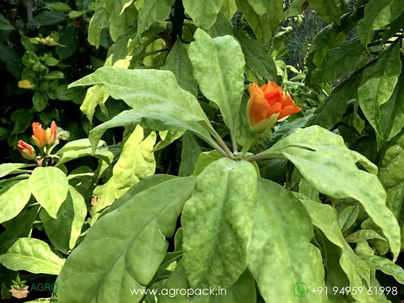 Pereskia-grandifolia-Orange-Cactus-Rose2