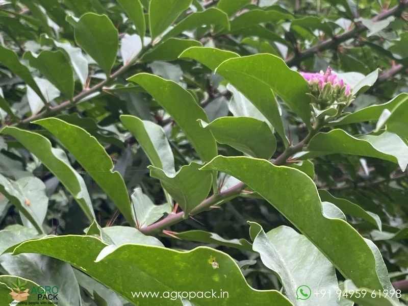Pereskia-grandifolia-Pink-Cactus-Rose1