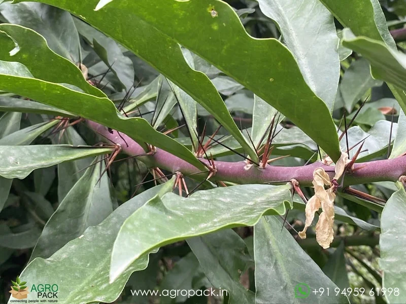 Pereskia-grandifolia-Pink-Cactus-Rose2