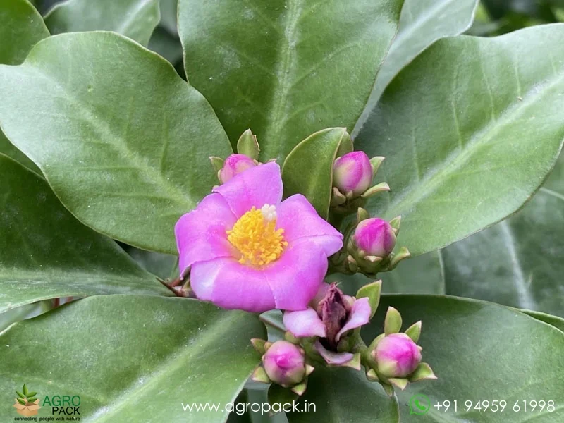 Pereskia-grandifolia-Pink-Cactus-Rose3