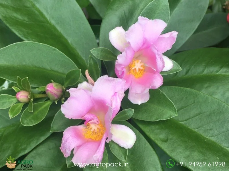 Pereskia-grandifolia-Pink-Cactus-Rose4