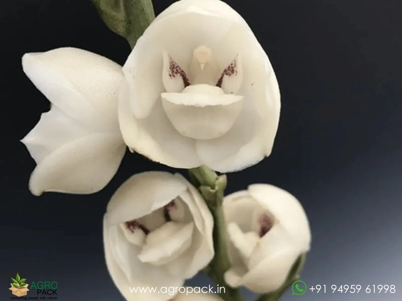 Peristeria-elata-Dove-Orchid1