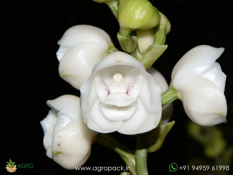 Peristeria-elata-Dove-Orchid3