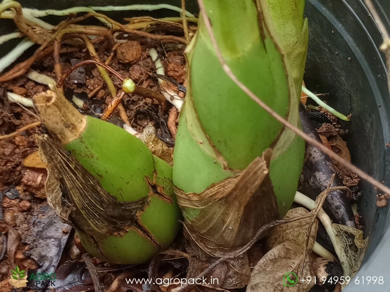 Peristeria-elata-Dove-Orchid5