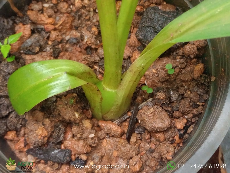 Peristeria-elata-Dove-Orchid6