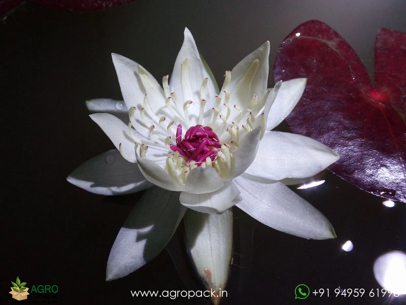 Peru-Puerto-Night-Bloomer-Waterlily3