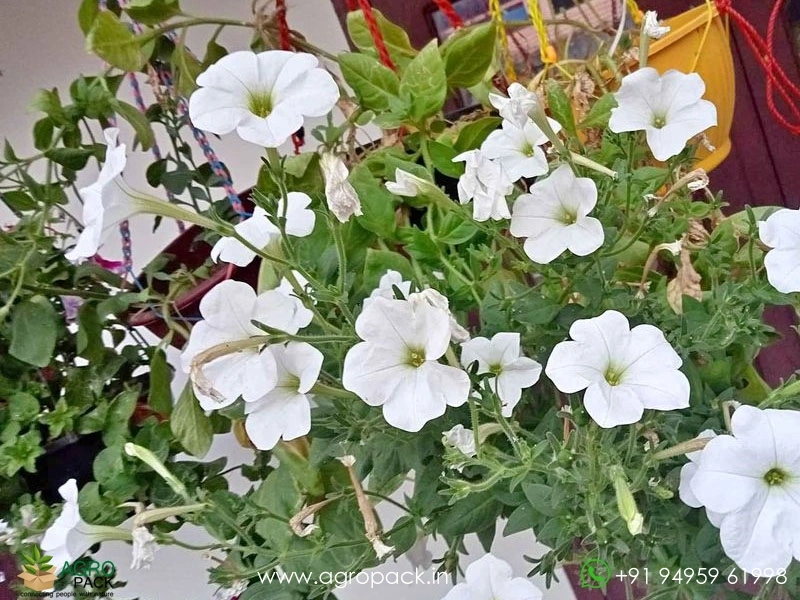 Petunia-White2