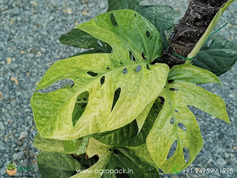Philodendron-Amydrium-Medium-Mint-Variegated1