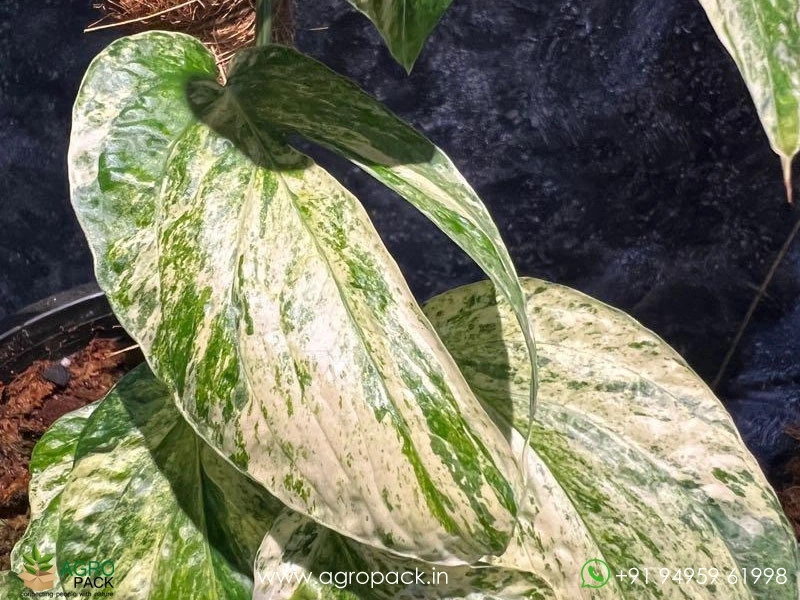 Philodendron-Amydrium-Medium-Mint-Variegated3