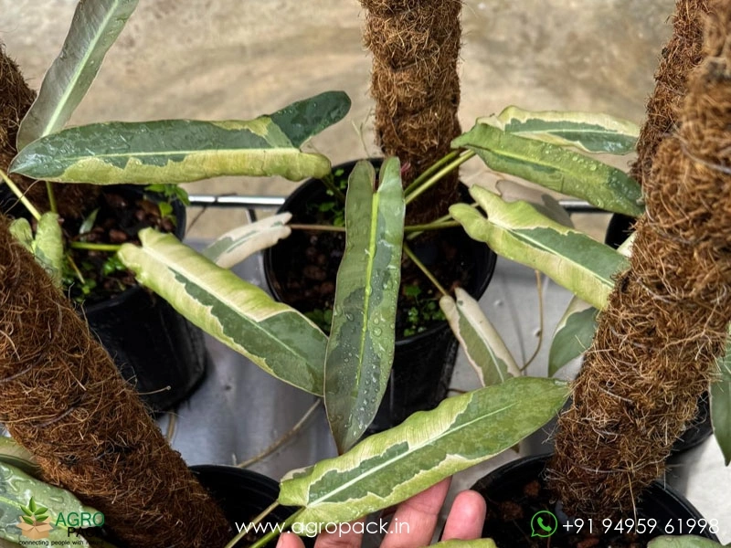 Philodendron-Atabapoense-Variegated1
