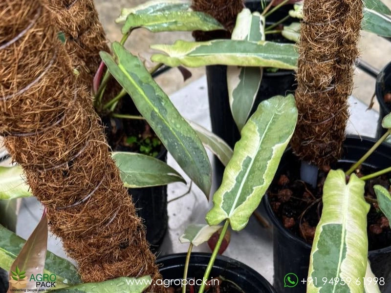 Philodendron-Atabapoense-Variegated2