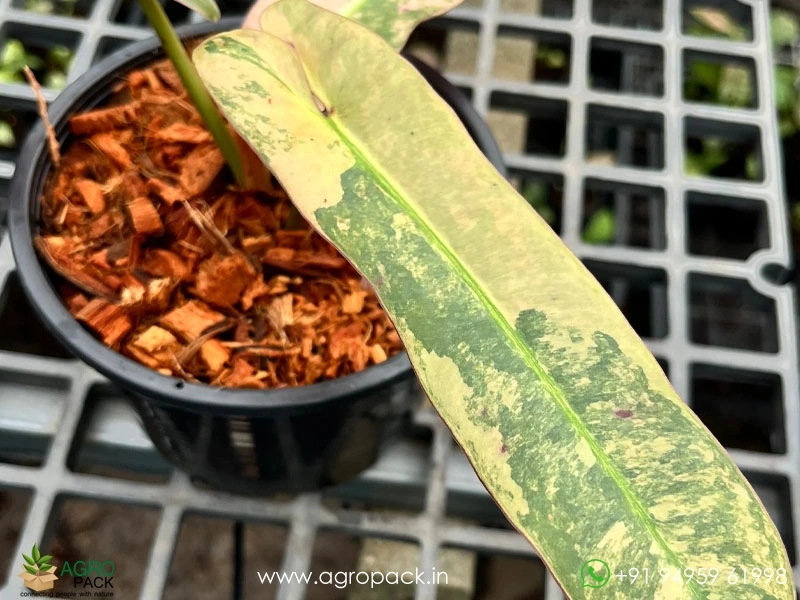 Philodendron-Atabapoense-Variegated3