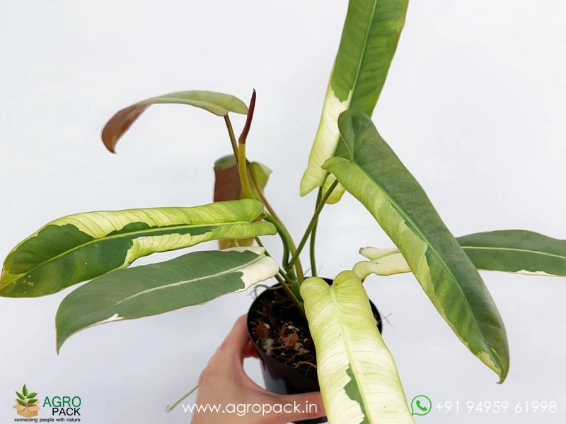 Philodendron-Atabapoense-Variegated4