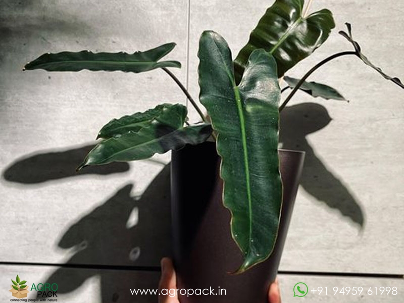 Philodendron-Billietiae-Black1