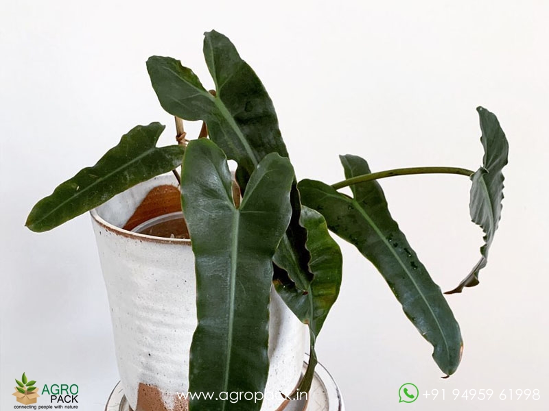 Philodendron-Billietiae-Black2