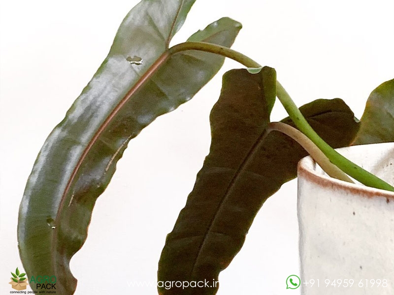 Philodendron-Billietiae-Black4