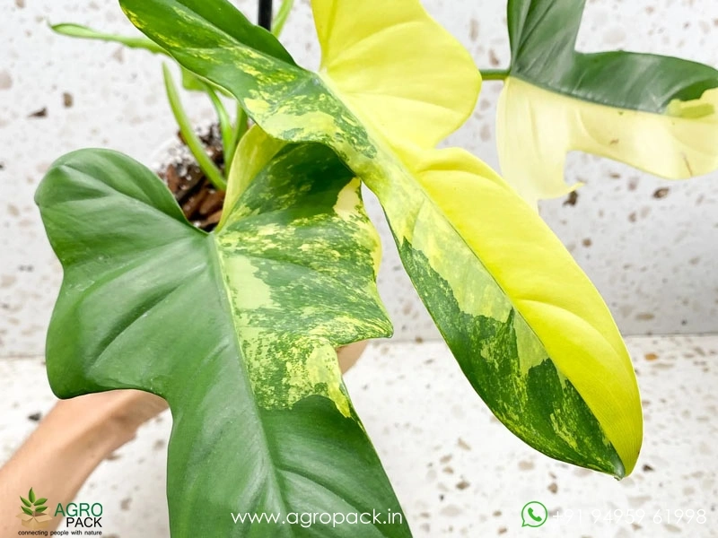 Philodendron-Bipennifolium-Variegated6