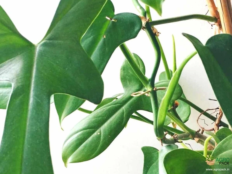 Philodendron-Bipennifolium1