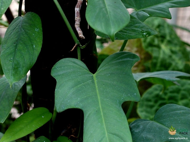 Philodendron-Bipennifolium2