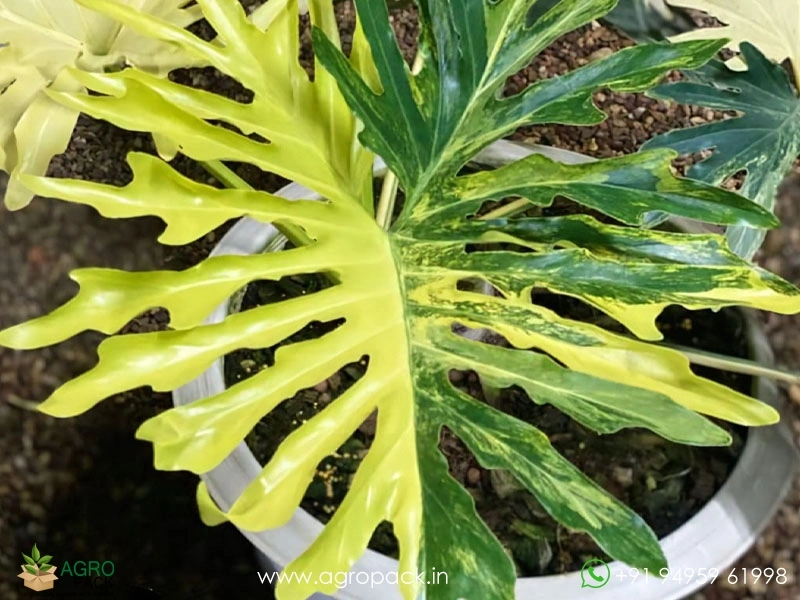 Philodendron-Bipinnatifidum-Variegated1