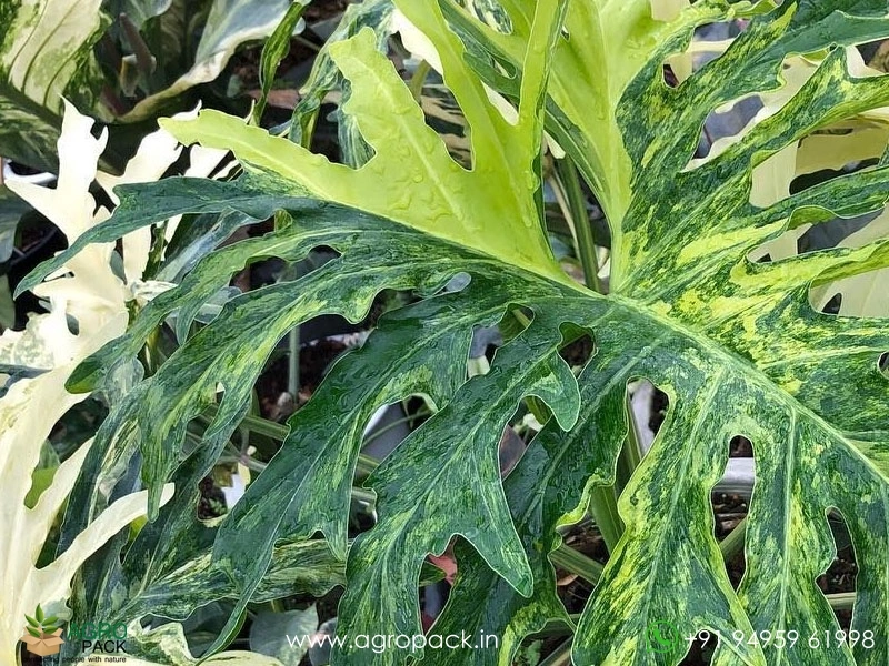 Philodendron Bipinnatifidum Variegated Plant For Sale In India | Online  plant nursery