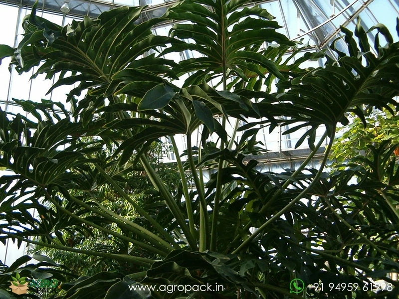 Philodendron-Bipinnatifidum1