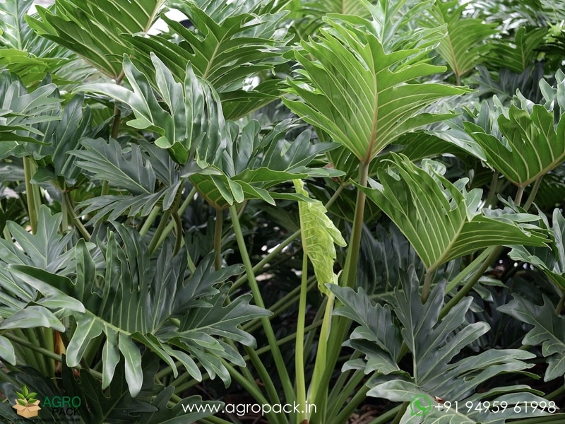Philodendron-Bipinnatifidum2