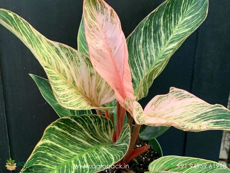 Philodendron-Birkin-Pink2