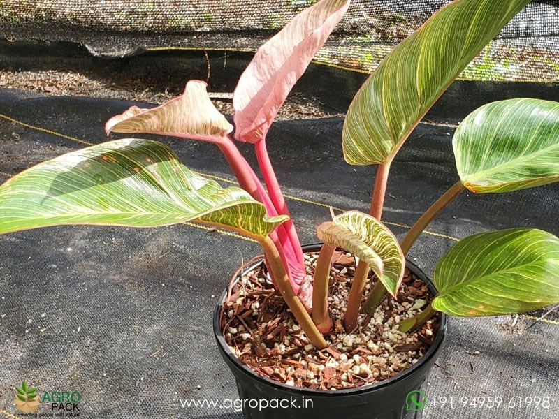 Philodendron-Birkin-Pink3