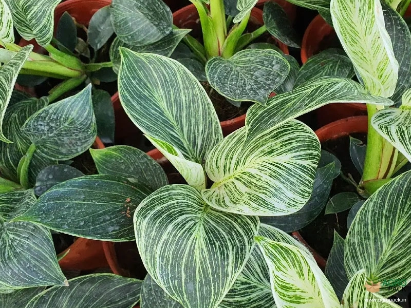 Philodendron-Birkin2