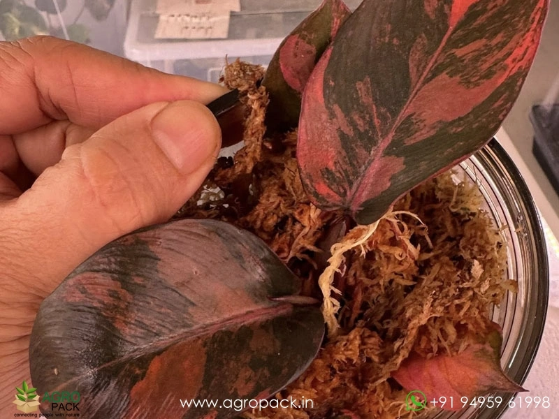 Philodendron-Black-Cardinal-Variegated1