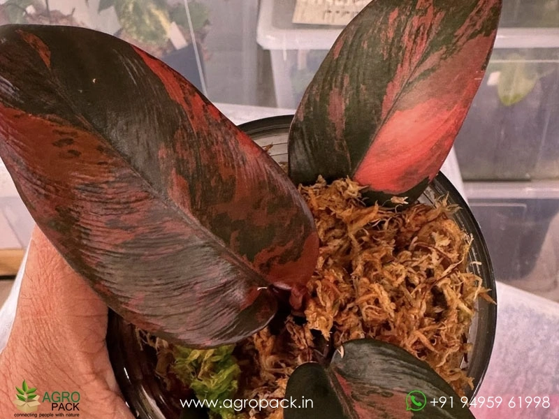 Philodendron-Black-Cardinal-Variegated2