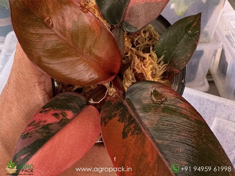 Philodendron-Black-Cardinal-Variegated3