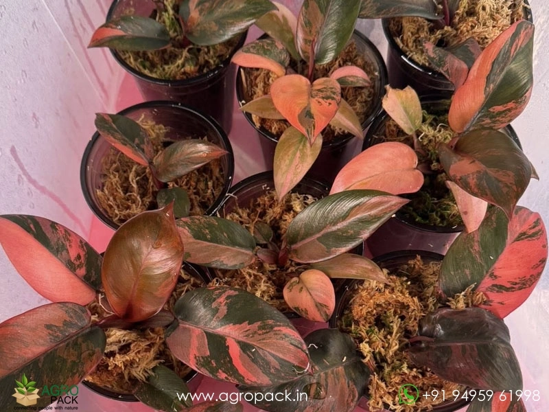 Philodendron-Black-Cardinal-Variegated4