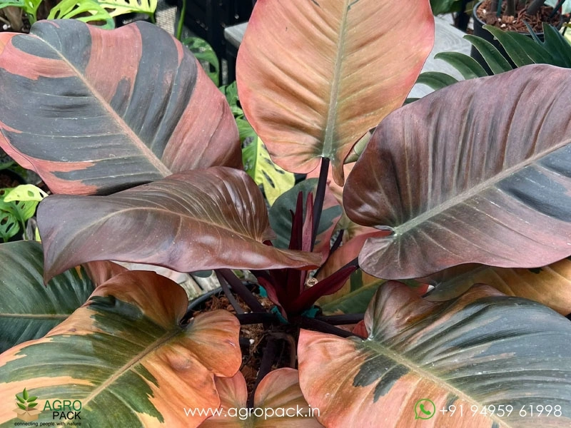 Philodendron-Black-Cardinal-Variegated5
