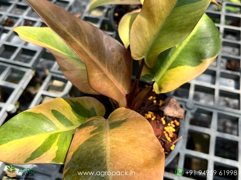 Philodendron-Black-Cardinal-Variegated6