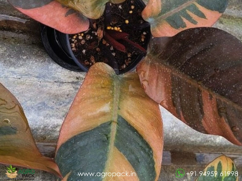 Philodendron-Black-Cardinal-Variegated7