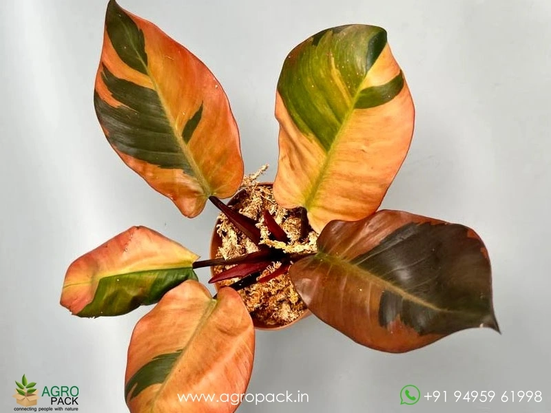 Philodendron-Black-Cardinal-Variegated8