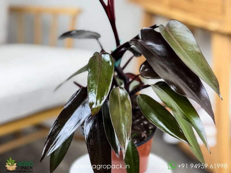 Philodendron-Black-Majesty1