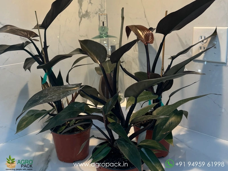 Philodendron-Black-Majesty2