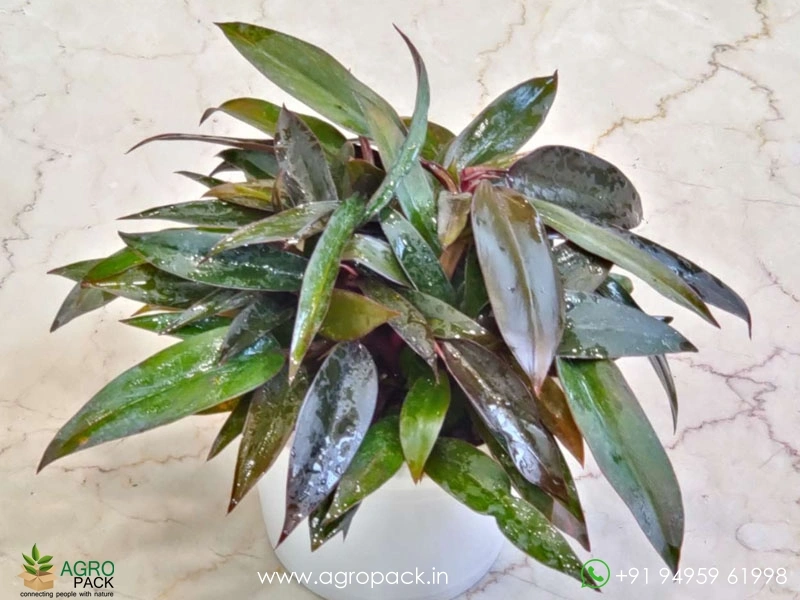 Philodendron-Black-Majesty3