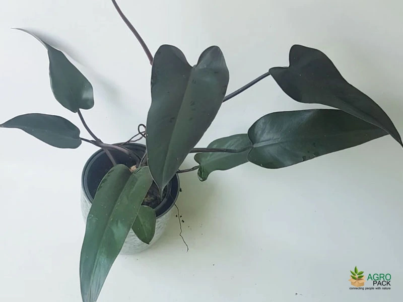 fire sticks succulent Euphorbia tirucalli 'Sticks on Fire' 6 Inch