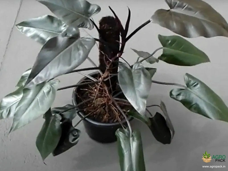Philodendron Black Knight Plant For Sale In India | Online plant nursery